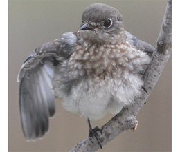 launchingfledgling